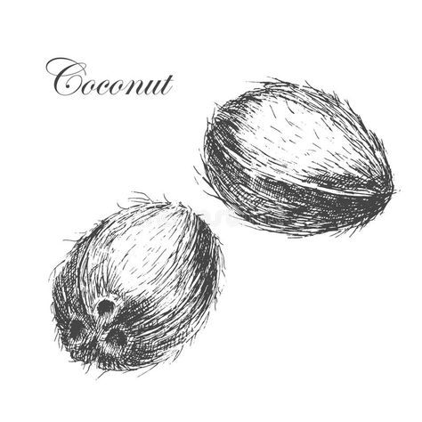 Illustration about Vector coconut hand drawn sketch with palm leaf. vintage style detailed ink and pencil illustrations. Illustration of image, line, drawn - 63688661 Coconut Sketch, Coconut Seller Drawing, Coconut Drink Drawing, Coconut Vintage Illustration, Coconut Vector, Scientific Drawing, Pencil Sketch Images, Texture Drawing, Pencil Shading