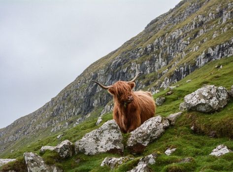 You might have trouble understanding Scottish accents, but at least you can join them with this handy guide to Scot-speak. Scotland Hotels, Scottish Highland Cow, Fluffy Cows, Ben Nevis, Highland Cow Print, Highland Cattle, Visit Scotland, Travel Images, Eco Friendly House