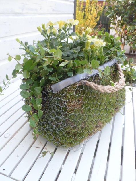 provision de verdure :) Chicken Wire Art, The Secret Garden, Garden Containers, Farm Style, Chicken Wire, Garden Cottage, Garden Crafts, Succulents Garden, Garden And Yard