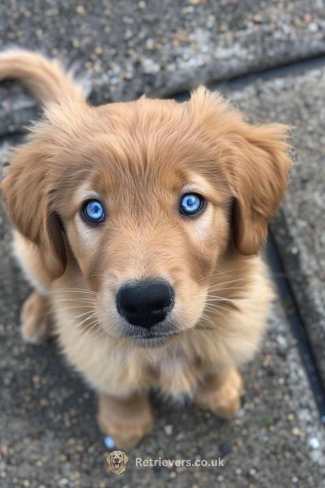 Cute Dogs Puppies, Chunky Puppies, Puppies Wallpaper, Golden Retriever Pup, Cute Dogs Images, Very Cute Puppies, Super Cute Puppies, Cute Small Animals, Cute Dog Photos