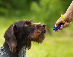 evolution of dog training techniques Train Dogs, Dog Clicker Training, Mini Pinscher, Puppy Time, Dog Commands, German Wirehaired Pointer, Emotional Support Animal, Wheaten Terrier, Dog Training Techniques