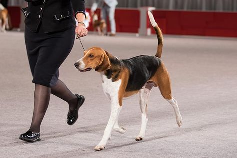 Foxhound Puppy, Foxhound Dog, English Foxhound, Dog Types, Dog And Puppies, American Foxhound, Akc Breeds, Hound Breeds, Hound Dogs