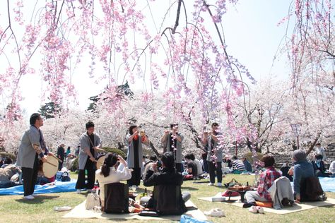 Cherry Blossom Viewing Picnic without Hassle Picnic Cherry Blossom, Japan Picnic, Sakura Picnic, Cherry Blossom Picnic, Hanami Picnic, Kamakura Era, Cherry Blossom Garden Japan, Japanese Cherry Blossom Festival, Spring Poem