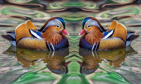 Beautiful mandarin ducks 🦆 Mandarin Ducks Couple Wallpaper, Mandarin Duck Couple Wallpaper Hd, Mandarin Ducks Wallpaper For Love, Mandarin Ducks Wallpaper, Mandarin Duck Couple Wallpaper, Duck Couple Wallpaper, Mandarin Duck Couple, Duck Couple, Birds In Nature