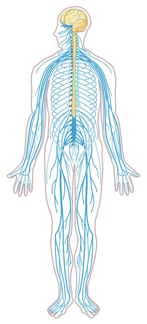 File:Nervous system diagram unlabeled.svg Human Nervous System Diagram, Anatomy Nervous System Notes, Human Nervous System Drawing, Central Nervous System Diagram, Central Nervous System Drawing, Nervous System Poster Project, Nervous System Aesthetic, Central Nervous System Anatomy, Nervous System Drawing