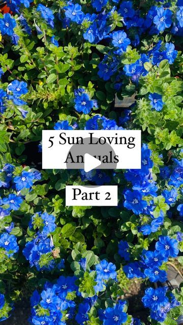 Needmore Farms | Gardening, DIY, and Recipes on Instagram: "5 Sun loving annuals - Part 2 🌺   Blue daze- these plants produce beautiful blue flowers that seem to flower more the hotter it gets. Deer resistant   Pentas- these were a favorite of ours when we lived in Florida. They can handle the sun like a champ and are a pollinator favorite   Angelonia- this full sun annual is self cleaning and great as a thriller in containers   Vinca- one of our favorites! These guys can take the heat, loves the sun, self cleaning, and deer resistant   Lantana- they love the sun! They grew wild where we lived in Florida. Water when the top 1-2” of soil is dry. They are poisonous though so be careful!   Sun loving doesn’t mean that they don’t need water! As the sun ramps up, you might need to water more. Blue Daze Landscaping, Sun Loving Annuals, Full Sun Annuals, Beautiful Blue Flowers, Inside Garden, Florida Water, Gardening Diy, Farm Gardens, Yard Landscaping