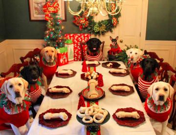 A Couple Took A Photo Of Their Dogs Eating Around A Christmas Table Kids Table Christmas, Funny Christmas Pictures, Holiday Feast, Dog Eating, Christmas Animals, Christmas Pictures, Christmas Dinner, Christmas Table, Christmas Dog