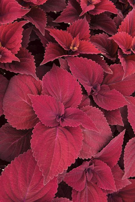 flowers. Red Coleus Plant, Red Plants For Landscaping, Red Coleus, Slipper Plant, Coleus Plants, Full Sun Flowers, Creepers Plants, Poem Art, Paradise Plant