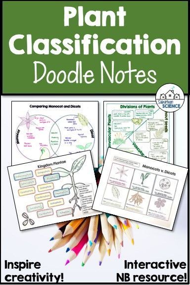 These printable Plant Classification/ Plant Kingdom Doodle Notes are great for interactive notebooks and allow students to be creative while note taking. Topics include: plant divisions (vascular, nonvascular, monocot, dicot). Use as a graphic organizer (venn diagram included). Example and key are provided. Grades: Middle & Upper level science, Biology, Botany, General Science, Grades 8, 9, 10, homeschool. Available as a downloadable PDF. Plant Classification, Scientific Thinking, Science Notebook, Secondary Science, Interactive Science, Doodle Notes, Biology Lessons, Plant Projects, Interactive Science Notebook