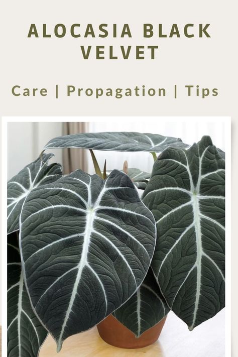 Colocasia Black Lava, Alocasia Reginula Black Velvet, Black Velvet Alocasia Care, Black Velvet Plant Care, Alocasia Black Velvet Plant Care, Black Plants Indoor, Black House Plants, Alocasia Propagation, Zero Light Plants