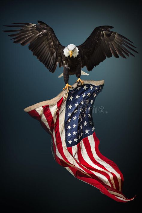 Bald Eagle with American flag. North American Bald Eagle with American flag , #Affiliate, #Eagle, #Bald, #American, #North, #flag #ad Bald Eagle Images, Eagle With American Flag, Мотоциклы Harley Davidson, Patriotic Symbols, American Flag Art, Patriotic Pictures, Eagle Images, Rustic American Flag, American Flag Wallpaper