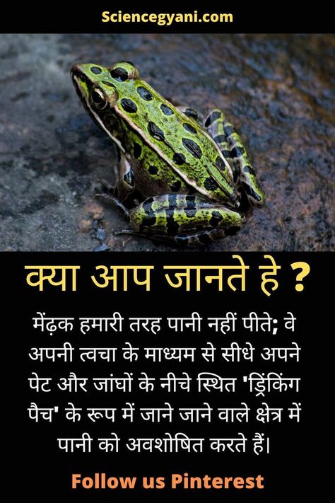 Nature facts in Hindi, nature facts earth Nature Facts, Daily Fun Facts, Facts In Hindi, Word F, Amazon Forest, Knowledge Quotes, Animal Facts, Animals Images, Forest Animals