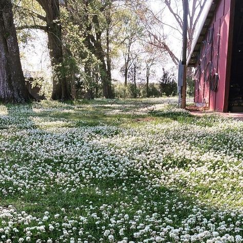 Eco Friendly Lawn, Eco Friendly Landscaping, Clover Grass Lawn, Biodiverse Lawn, Clover Ground Cover, Sustainable Lawn, No Mow Lawn, Low Maintenance Ground Cover, Clover Garden