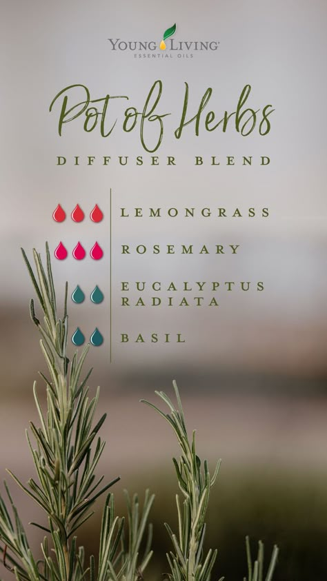 Not all gardens need to be floral. If you prefer fresh greenery to fragrant blooms, get out your diffuser and whisk yourself away to an herb heaven with this Pot of Herbs essential oil diffuser blend. Start with Lemongrass for a bold, bright scent and then complement it with crisp Rosemary, refreshing Eucalyptus Radiata, and sharp Basil. #diffuserblend #aromatherapy #essentialoils #spring #seasonal #youngliving #yleo Diffuser Blends Young Living, Essential Oil Combinations, Essential Oil Diffuser Blends Recipes, Young Living Essential Oils Recipes, Essential Oils Guide, Essential Oil Diffuser Recipes, Yl Essential Oils, Essential Oil Blends Recipes, Essential Oil Mixes