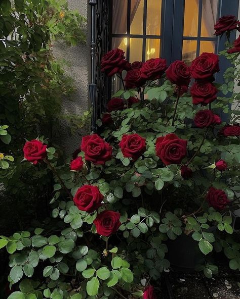 Munu | videography (@portgas_d_sarod) • Instagram photos and videos Red Roses Garden, Gothic Flowers, Dark Red Roses, Rose Aesthetic, Instagram Roses, Boquette Flowers, Rosé Aesthetic, Dark Flowers, Nothing But Flowers