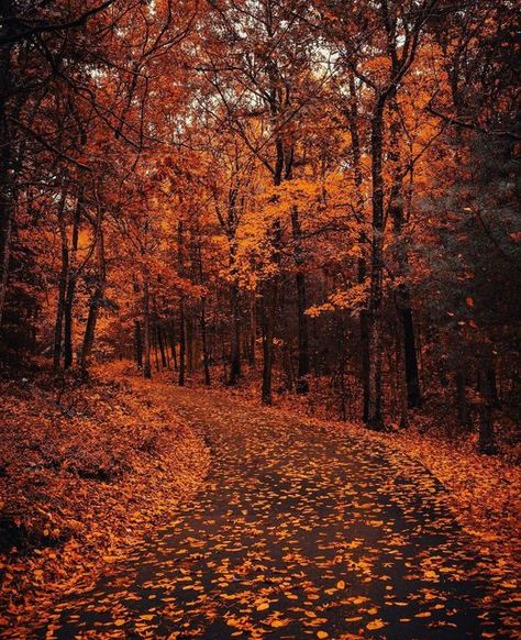 Autumnal Equinox, The Yellow Brick Road, New England Fall, Fall Photography, Autumn Scenes, Brick Road, Yellow Brick Road, Black Wallpaper Iphone, I Love Fall