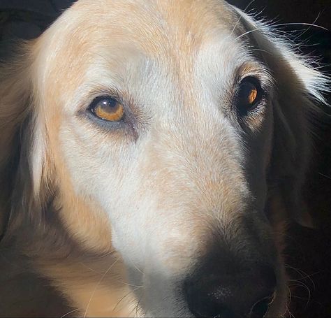 Dog, doggies, golden retriever, golden, puppy, eyes, sun, brown eyes, golden hour Golden Retriever Eyes, Golden Puppy, Puppy Eyes, Brown Eyes, Golden Hour, Golden Retriever, Puppies, Sun, Dogs