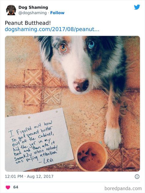 40 Times Pets Did Something Naughty And Ended Up On This “Dog Shaming” Page Funny Dog Shaming, Dog Shaming Funny, Pet Shaming, Pets Clothing, Animal Funnies, Serval Cats, Herding Cats, Animal Shaming, Dog Toilet