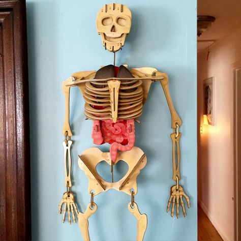 Model of Human Skeleton Skeleton Model Project, 3d Skeletal System Project, Skeleton Science Project, Skeletal System Craft, Elementary Anatomy, Axial Skeleton Craft, Structure Sculpture, Human Skeleton For Kids, Skeletal System Project