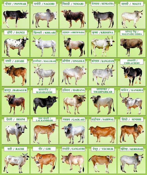 India Awakening to Desi Breeds of Cow : Boost to A2 Milk Consumption - Religion World Dairy Cow Breeds, Cattle Business, A2 Milk, Animal Infographic, Breeds Of Cows, Pig Breeds, Raising Farm Animals, Cow Photos, Sheep Breeds