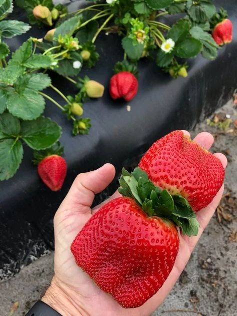 Blonde Hair Strawberry, Strawberry Blonde Balayage, Strawberry Companion Plants, Strawberry Varieties, Strawberry Blond, Giant Strawberry, Strawberry Bread, Strawberry Farm, Strawberry Garden