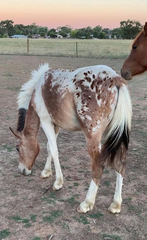 Blue Roan Appaloosa, Pretty Horse Breeds, Pretty Horse Coats, Strawberry Roan Horse, Cool Horse Coats, Appolusa Horse, Pretty Horse Pictures, Pintaloosa Horse, Peacock Appaloosa