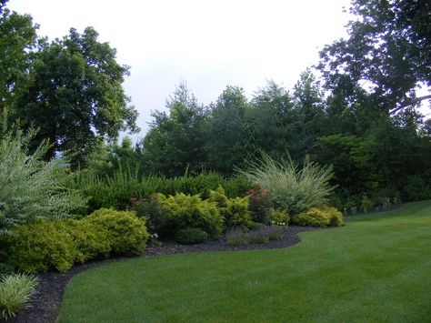 Landscape Privacy, Shrub Border, Low Maintenance Landscaping Front Yard, Privacy Screening, Evergreen Landscape, Yard Remodel, Landscaping Patio, Mulch Landscaping, Privacy Trees