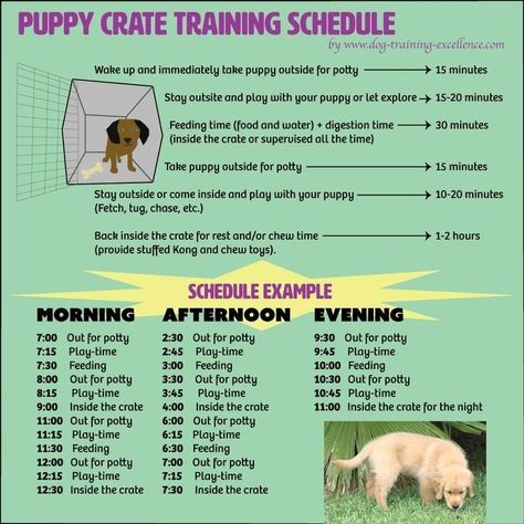 Crate Training Puppy Schedule, Puppy Training Schedule, Crate Training Puppy, Puppy Crate, Puppies Tips, Easiest Dogs To Train, Dog Training Classes, Puppy Training Tips, Dog Training Techniques