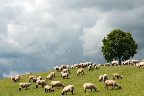 Sheep On A Hill, Sheep Pasture, Felted Painting, Mac Backgrounds, Vbs 2023, Photo Landscape, Mountain Pictures, Sheep Art, Farm Ideas