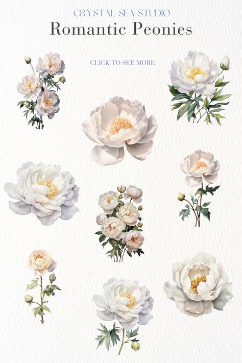 Beautiful watercolor white peonies clip art images for sale to download instantly. Free commercial use. White Peonies Drawing, Peony Reference, White Peonies Bouquet, Peony Illustration, Peony Wedding Invitations, Peony Watercolor, Create Wedding Invitations, Peony Art, Floral Watercolor Paintings