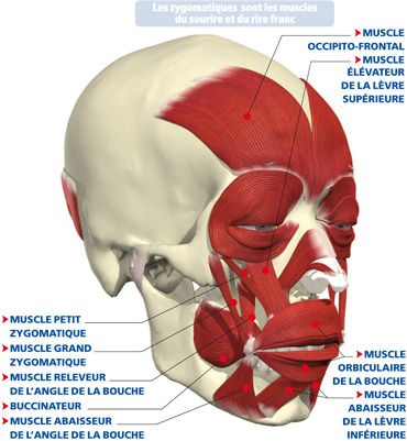 Sourire demande moins d'efforts que faire la tête ! Muscles, Anatomy