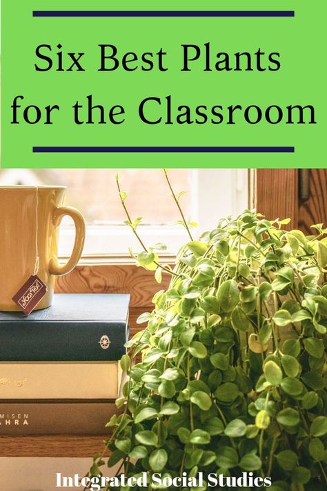 Plants are great air purifiers and help create a fun and lively ambience in your classroom. But which plants are best for busy teachers and will thrive in low-light classrooms? Check out the six best plants for your classroom on my blog. #tpt #tptblogs #teacherspayteachers #plants #houseplants #plantsintheclassroom #greenthumb #lowlightplants Classroom Plants, History Classroom Decorations, High School History Classroom, Plants Classroom, Science Classroom Decorations, Biology Classroom, High School History, History Classroom, Best Plants