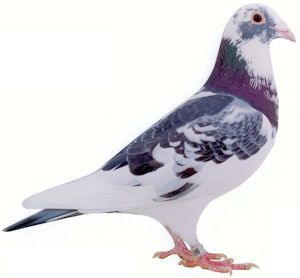 Pegion Bird, Pigeon Png, Pigeon Clipart, Bird Aesthetic, Gamer Girl Outfit, Green Imperial Pigeon, Homing Pigeons For Sale, Nz Wood Pigeon, Pigeon Pictures