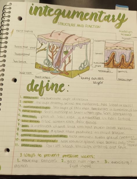 Biology Skin Notes, Skin Notes Anatomy, Medical Terminology Aesthetic, Integumentary System Notes Nursing, The Integumentary System Notes, Skin Anatomy Notes, Anatomy And Physiology Notes Integumentary System, Integumentary System Drawing, Body Systems Notes