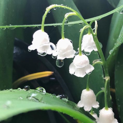 Piskel Art, Nothing But Flowers, Flower Therapy, Pretty Plants, Jolie Photo, Nature Aesthetic, Green Aesthetic, Lily Of The Valley, Love Flowers