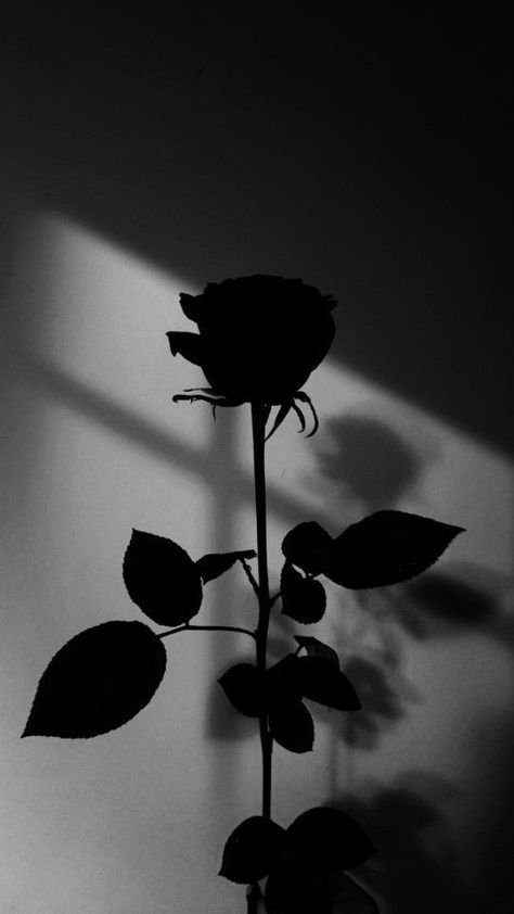 Wallpaper Aesthetic Laptop, Seni Korea, Black Roses Wallpaper, Dark Black Wallpaper, Aesthetic Laptop, Black Wallpaper Iphone Dark, Fantasy Wall Art, Simple Phone Wallpapers, Nothing But Flowers