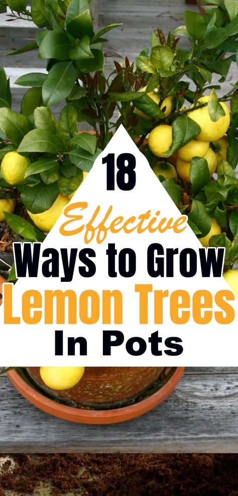 Turn your space into a lemon paradise with these 18 brilliant ways to grow lemon trees in pots! No large garden required – whether you have a small balcony or a cozy patio, you can enjoy the sweet rewards of homegrown lemons. From compact varieties to smart care tips, unlock the secrets to successful container lemon cultivation. Embrace the citrus journey and savor the fruits of your labor! 🍋🌿 #LemonTreeInPots #ContainerGardening #CitrusDelight #HomegrownLemons Lemon Trees In Pots, Trees In Pots, Grow Lemon, How To Grow Lemon, Meyer Lemon Tree, Window Box Garden, Citrus Plant, Lemon Trees, Dried Lemon