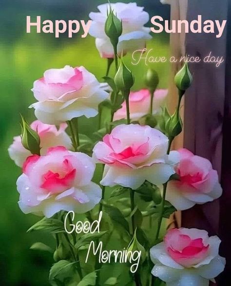 Sunday Pics, A Blessed Sunday, Good Morning Sunday, Sunday Pictures, Have A Blessed Sunday, Blessed Sunday, Love Flowers, Have A Great Day, Good Morning