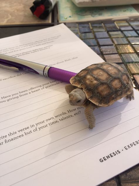 Pet Turtle Aesthetic, Tortuga Aesthetic, Tortoise Aesthetic, Cute Animal Pfp, Turtle Pet, Pet Tortoise, Funny Animal Pics, Animal Pfp, Cute Animal Character