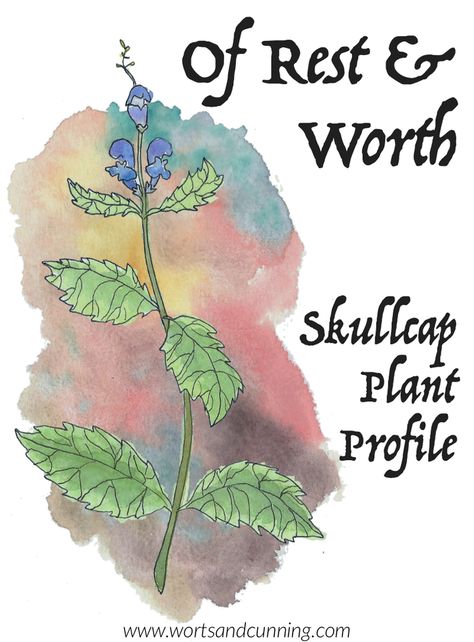 Skullcap Plant, Green Witchery, Magick Art, Recipes Tutorials, Herbal Steam, Medical Astrology, Astrology Books, Herbal Plants, Essential Oils Herbs