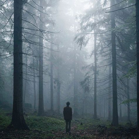 foggy forest. Deep Forest Aesthetic, Dark Forest Photography, Foggy Forest Aesthetic, Jordan Core, Sacrificial Lamb, Forest Aesthetic, You're Mine, Beacon Hills, Foggy Forest