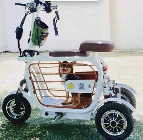 Concept Vehicles Sci Fi, Dog Accesories, Pet Raccoon, Pretty Bike, Pet Stroller, Mini Cars, Cute Cars, Dog Accessories, Yorkie