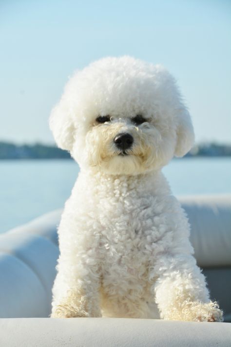 Lola on pontoon | ©homeiswheretheboatis.net #pontoon #boatingwithdogs #LKN #bichonfrise Bichon Dog, Bichon Frise Puppy, National Dog Day, Bichon Frise Dogs, Dog Day, Best Dog Breeds, White Dog, Dog Images, Bichon Frise