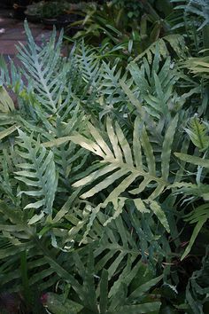 Phlebodium aureum Phlebodium Aureum, Group 3, Aquatic Plants, Planting Herbs, Shade Garden, Bay Area, In The Garden, Fern, Forest Green