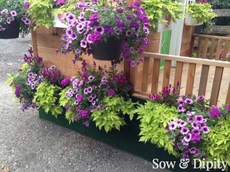 Celosia Planter Ideas, Deck Planter Ideas Flower Pots, Sweet Potato Vine Planter Ideas, Annual Planters Ideas, Petunia Planter Ideas, Box Planter Ideas, Planter Designs, Green Combination, Purple Petunias