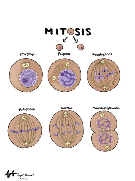 Phases Of Mitosis Drawing, Stages Of Mitosis Drawing, Mitosis Project, Mitosis Diagram, Animal Cell Drawing, Dna Activities, Biology Project, Biochemistry Notes, Cycle Drawing