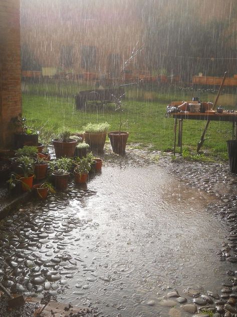 The Rain, Yard, Plants