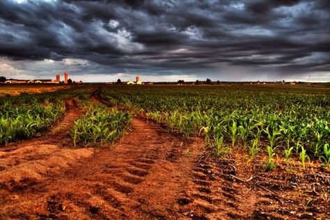 Cornfield in Quebec Family Tree Background, Growing Corn, Field Wallpaper, Wallpaper Maker, Hdr Photos, Desktop Wallpapers Backgrounds, Hdr Photography, Tumblr Wallpaper, Flower Images