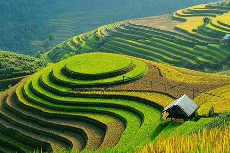 Sa Pa Terraces | Terrace Farming Around The World | Types Of Farming Types Of Farming, Soil Conservation, Sapa Vietnam, Visit Vietnam, Sa Pa, Rice Fields, Rice Terraces, Sustainable Agriculture, Permaculture