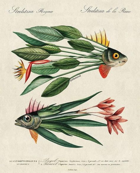 Vintage Surrealism, Illustration Kunst, Fish Illustration, Arte Inspo, Botanical Drawings, Art And Illustration, Fish Art, Botanical Illustration, Botanical Art